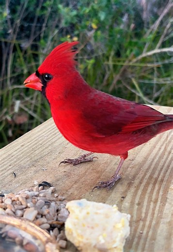 Discover Today's Bird: The Cardinal