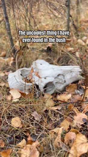 What Happened Here? 🧐 #huntingshorts