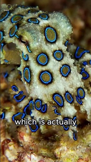 World’s Most Venomous Blue-Ringed Octopus Bite 😱 #blueringedoctopus #animalfacts #ocean #shorts