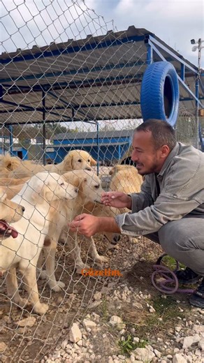 Emre Demir on Instagram: "Üretim çiftliğinde yıllarca üretilip yaşlandıktan sonra bırakılan bir köpek Krem. Geçmişi dar bir alanda geçmiş, pis yerlerde yaşamış, kullanılmış ama sonradan bırakılmış. Ne yalan söyleyim belki bırakılması onun kurtuluşu oldu. Yollarımız böyle kesişti. Büyük tümörleri vardı. Ciddi operasyonlar geçirdi. Yaşına rağmen başardı. Tahminimizde 10 yaş üzerinde dişi bir Labrador. Sessiz, sakin sevgi dolu bir dost. Kalan hayatında ona eşlik edecek kahramanını arıyoruz. Ona yuv