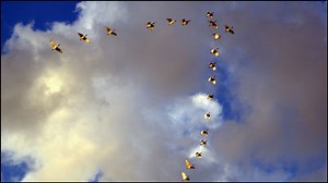 What is the real mechanism by which migratory birds preserve their physical strength while maintaining "V-shaped formation"