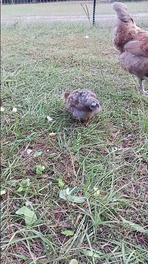 production blue hen 6 weeks old