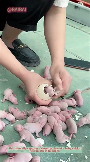 Baby Chick Hatching ASMR | Life Begins #Shorts