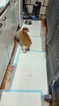 🍀 CAOS ... risvegliato dall'anestesia, un mare di fusa ❤️😻