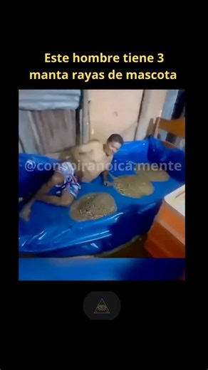 Conspiranoica_mente on Instagram: "La imagen de un hombre durmiendo junto a mantarrayas parece transmitir calma y conexión con la naturaleza, pero también abre un debate profundo. Las mantarrayas no son mascotas: son animales salvajes, con comportamientos impredecibles y mecanismos de defensa naturales. Aunque suelen ser pacíficas, su aguijón puede ser letal en situaciones extremas, como ocurrió con Steve Irwin en 2006, cuando una mantarraya reaccionó de forma instintiva y le atravesó el pecho, 
