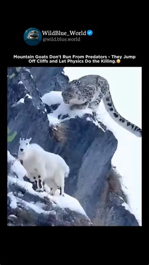 WildBlue_World | “When a Mountain Lion Attacks, These Animals Jump Off Cliffs on Purpose... And Survive.” When a mountain lion attacks, most animals try to... | Instagram