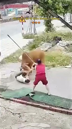 That lady in red is a 10/10, no notes 😍 #accident #lucky #animals #shorts