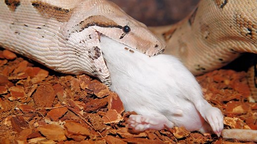 How Do Snakes Eat? (Feeding & Swallowing Mechanism)