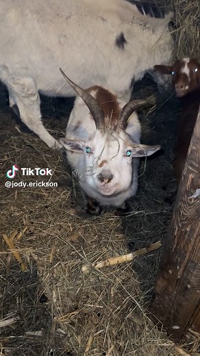 The Adorable Life of Baby Goats on the Farm