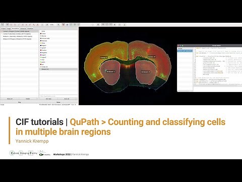 CIF Tutorials | QuPath : Counting and classifying cells in multiple brain regions