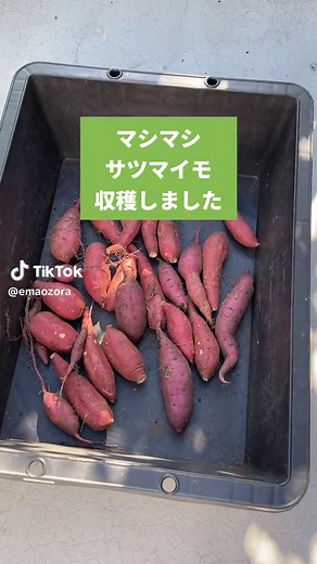 サツマイモの収穫と育て方