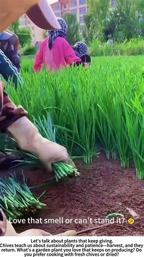 The Swift Harvest: Hand-Cutting Fresh Chives 🌱🧑🌾