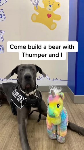 Thumper got to build a bear today! The build a bear team was very nice to Thumps and I 🥰 @buildabear #dogtraining #dogtrainer #servicedog #buildabear #servicedogsoftiktok #greatdane #unicorn