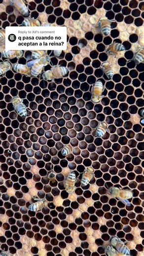 Save Honey Bees: Queen Bee Reproduction and Nature at Home