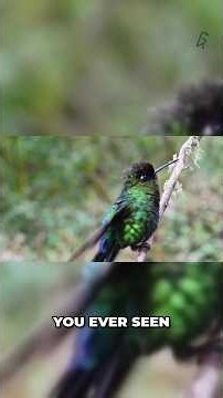 Was That Hummingbird Visit a Sign? Spiritual Meaning Explained | #shorts