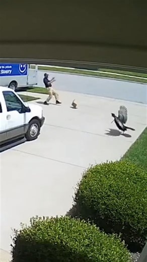 Delivery driver gets surprised and chased down by a wild turkey 😂🦃🏃‍♀️‍➡️ #turkey #delivery #deliverydriver #Amazon #specialdelivery #suprise #funnyvideos #funnyreels #funny #funnymoments #funnyreelsvideo #fbreelsvideo #foryouシ #fypシ | Boundless Estates