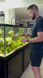 Feeding the 150 gallon tank! | Cichlid Bros