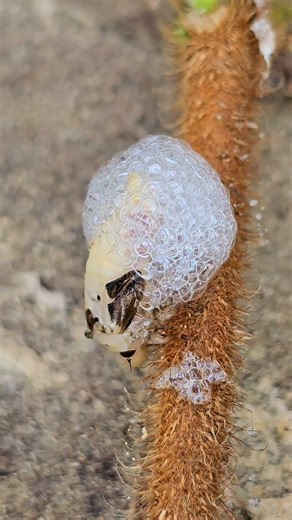 Foam Fortress: The Incredible Survival Trick of This Insect