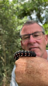 20K views · 203 reactions | This “alien” caterpillar will become a HUGE Emperor Moth!  #IvanCarter #FacebookPage #reeloftheday #videoviral | Ivan Carter | Facebook
