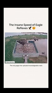 194K views · 1.8K reactions | Eagles possess several notable...