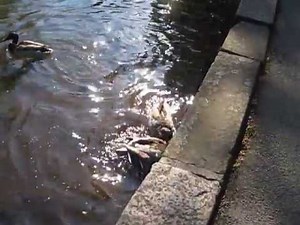 Male mallards force female with ducklings to mate