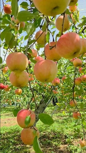 red apples🍎 growing on a tree, likely Malus domestica.🍏💫🍎