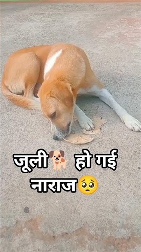🐕💗🐕#dog #dogs #doglove #cutedog #funnydogs #pets #dogworld #trending #viral #shorts #foryou #youtube