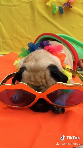 Hula Hula! 🌺 #timonandpumba #pugpuppy #pug #hulahula #parati