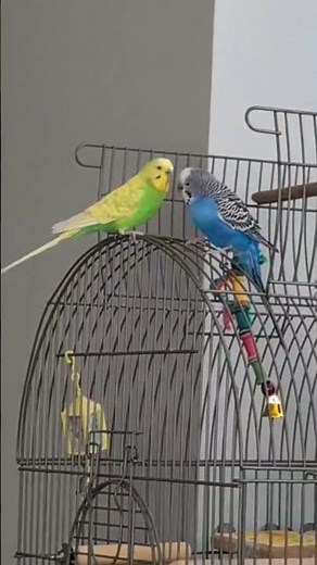 12 Hours Budgie Chirping 🐦 | Help Lonely Budgies Sing & Feel Happy viral budgie