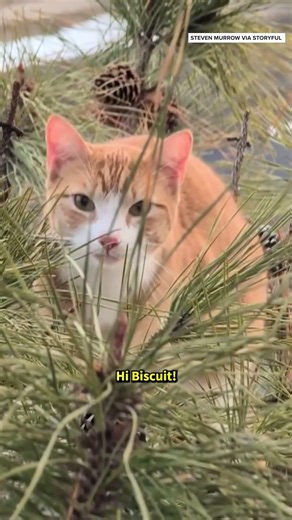 New Jersey Family Cat Rescued After Stuck in Tree for 3 Days