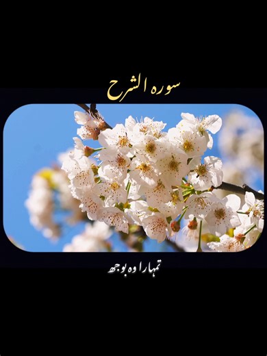 Surah Ash Sharh: Understanding Verses 1-8