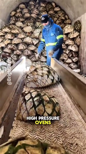 Tequila Making Process: From Blue Agave Harvest to Famous Mexican Drink 🍾🍻 #shorts