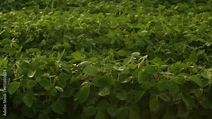 A beautiful soybean field. Growing soybeans. Soybean leaves and farming. Texture of soybean leaves.
