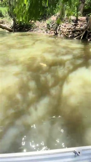 Ultimate Guide to Mangrove Jack Fishing Techniques