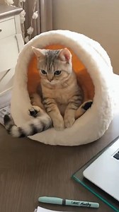 849K views · 30K reactions | Beautiful cats!!!!♥️ | The JAM Consultancy Inc. | Facebook