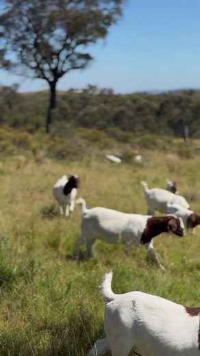 21K views · 589 reactions | Goat stampede! 蝹 #freerange #aussiebush #beautifulday | Gold’n’Goats | Facebook