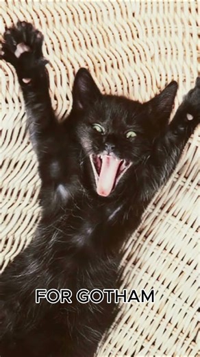 funny black cat batman meme ‪@Blackcat-y143‬ ‪@cats‬ ‪@memes‬ #viral #blackcats #gothic