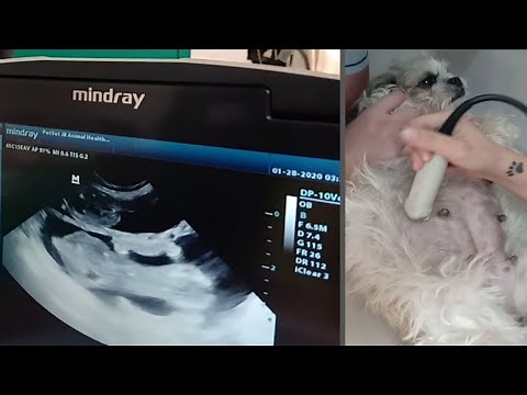 Ultrasound For Pregnant Dog / Shih Tzu