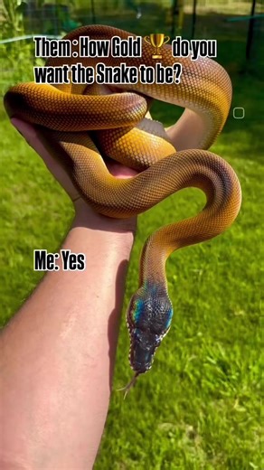Midas is a Northern White Lipped Python! He is our most Golden 🏆 Snake & he is being paired up this year! I really love the Gold look in Northerns! Darkness is nice too but I’m very partial to this Gold Fella right here! Midas is 13 years old, he was captive bred in the US & he’s one of my favorite snakes!