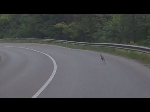 Rabbit running down the hill for 2 minutes. Incredible stamina