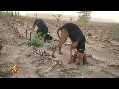 PASSION FOR HARE & HOUNDS