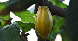 Cacao: The fruit behind your chocolate bar
