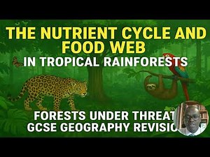The Nutrient Cycle and Food Webs in the Tropical Rainforests | Forests Under Threat | GCSE Revision