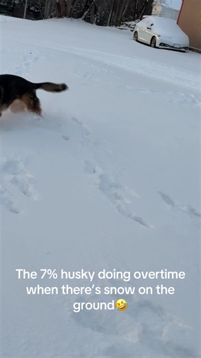Dogs Enjoying the Snow: Fun Moments with Huskies