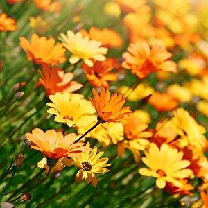 African Daisy Seeds, Dimorphotheca | American Meadows