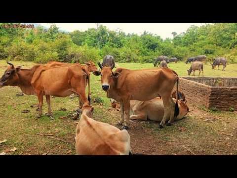 video of herding tame cows every afternoon - amazing cows.26