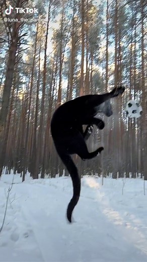 Football star panther 😂😈