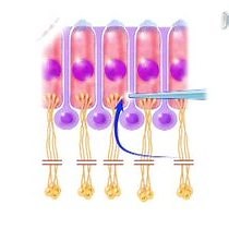 Video: Postsynaptic Recordings at Afferent Dendrites Contacting Cochlear Inner Hair Cells: Monitoring Multivesicular Release at a Ribbon Synapse