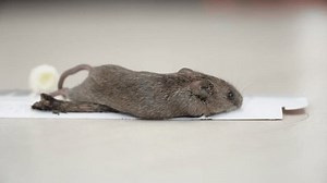 The mouse got caught in a super glue trap. A little mouse is caught in a glue trap and is trying to get out. The mouse stuck ion glue trap. An animal that spreads pathogens. Rat dying on trap.