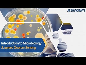 Quorum Sensing; S aureus